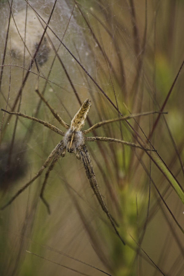 Nursery Web Spider: Pisaura mirabilis